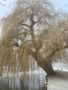 Weeping willow tree and heron