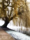 Willow tree on winters day Royalty Free Stock Photo