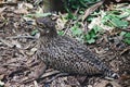 SPOTTED THICK KNEE BIRD LYING DOWN