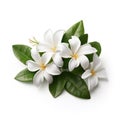 Image of west indian jasmine on white background. Nature. Illustration, Generative AI