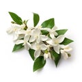 Image of west indian jasmine on white background. Nature. Illustration, Generative AI