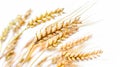 An image of wheat cropped on a white background. Royalty Free Stock Photo