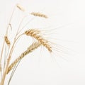 Image of wheat isolated over white background