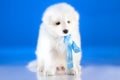 Image of whelp Samoyed breed Royalty Free Stock Photo