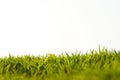 Green grass against white background Royalty Free Stock Photo