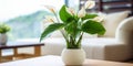 image of white anthurium with leaves in wooden vase generative AI