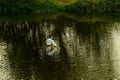 Image of a white bird flying over a pond during the day in the evening