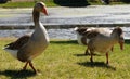Image of white and brown Domestic geese with an orange beak in the background of grass and pond. Royalty Free Stock Photo
