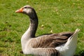 Image of a white and brown Domestic goose with an orange beak in the background of green grass. Royalty Free Stock Photo