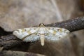 Image of white butterflyMoth on branch. Insect. Royalty Free Stock Photo