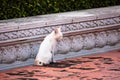 Image of white cat, stray cat sleeping.