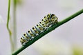 White caterpillar with yellow and black spots on green stem Royalty Free Stock Photo