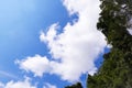 Image of white clouds in sky blue, white like cotton balls. Big trees with green leaves Royalty Free Stock Photo