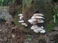 White Common Gilled fungi sprouting from the palm tree`s trunk