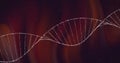Image of white dna strand over light trails on dark background Royalty Free Stock Photo