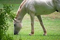 WHITE HORSE GRAZING ON GREEN LAWN