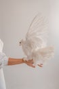 Image of white dove in pretty bride hands Royalty Free Stock Photo