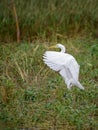 Image of White Egret fluttering on a natural background.