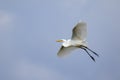 Image of white egret flying in the sky. Animal. white Bird