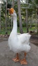 Image of white goose standing on ground Royalty Free Stock Photo