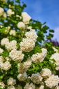 White hydrangeas hortensia flowers budding on branches under bright blue sky wispy clouds Royalty Free Stock Photo