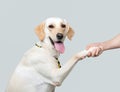 Image of a white labrador retriever shaking hands with a human, clean white background, closeup Royalty Free Stock Photo