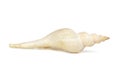 Image of white long tailed spindle conch seashells on a white background. Undersea Animals. Sea Shells