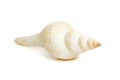 Image of white long tailed spindle conch seashells on a white background. Undersea Animals. Sea Shells