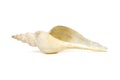 Image of white long tailed spindle conch seashells on a white background. Undersea Animals. Sea Shells