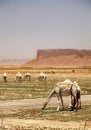 Dromedary or Arabian camels herd eating in the desert