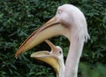 White pelicans in Baltiysk, Kaliningrad region, Russia