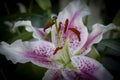 Glorious pink and white lily