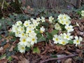 Primrose wild in the forest Royalty Free Stock Photo