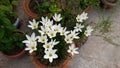 This is the white rain lily Flower  busch. Royalty Free Stock Photo