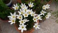 This is the white rain lily Flower  busch. Royalty Free Stock Photo