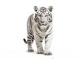 Image of white tiger on white background. Wildlife Animals, Mammals, Illustration, Generative AI Royalty Free Stock Photo