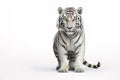 Image of white tiger on white background. Wildlife Animals, Mammals. Royalty Free Stock Photo