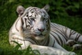 Image of white tiger resting on green pasture grass on summer. Wildlife Animals. Illustration. Generative AI