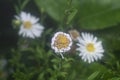 White tiny sea aster flower. Royalty Free Stock Photo