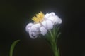 White tiny sea aster flower. Royalty Free Stock Photo