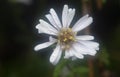 White tiny sea aster flower. Royalty Free Stock Photo