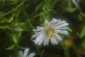 White tiny sea aster flower. Royalty Free Stock Photo