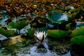 Image of a white waterlily and its reflection Royalty Free Stock Photo