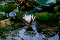 Image of a white waterlily and its reflection Royalty Free Stock Photo