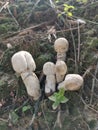 White wild common button mushroom.