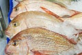 Image of whole snapper sell at fish market. Close up snapper fish in detail with fish scale.Selective focus on snapper display ca