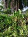 Wild alocasia elephant ear leaf plant