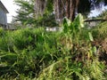 Wild alocasia elephant ear leaf plant