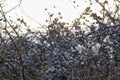 Wild Black Hawthorn Branch With Fruits Closeup