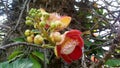 This image for Wild flower of Srilanka